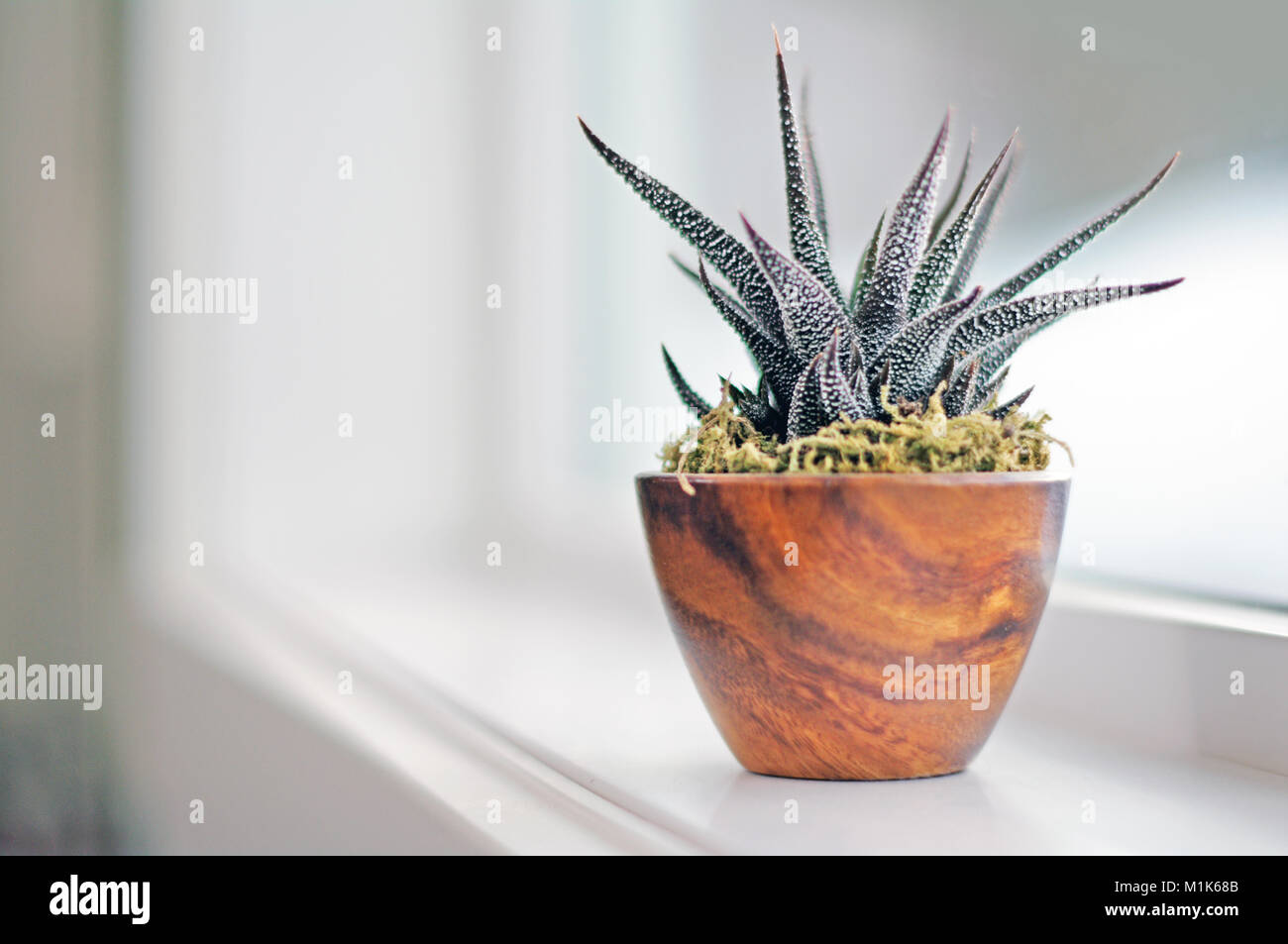 Piante succulente sul davanzale in bagno moderno. Calgary, Alberta, Canada. Foto Stock