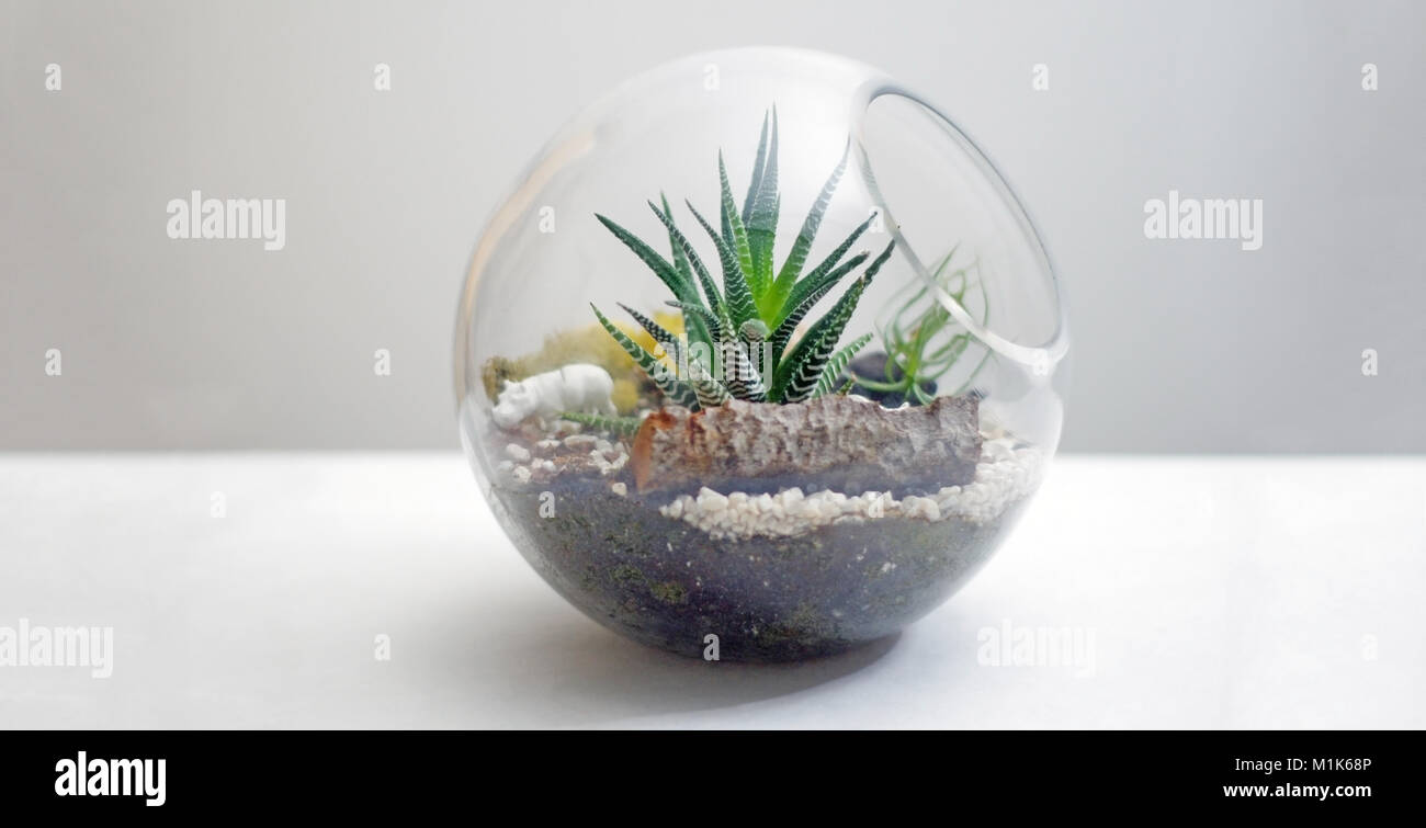 Terrarium isolati su tavola contro lo sfondo grigio Foto Stock