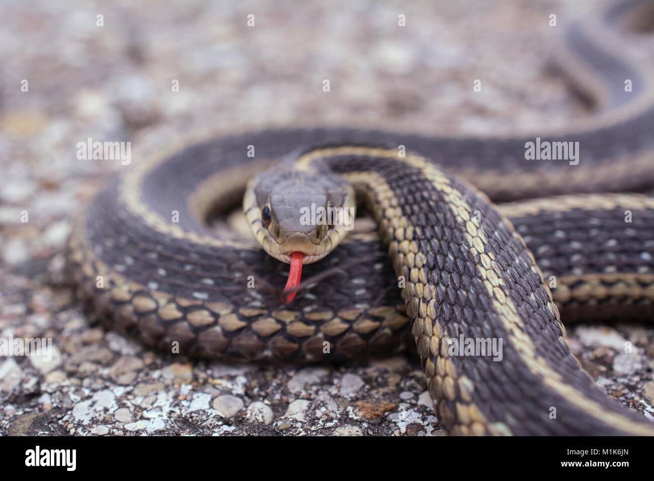 Garter snake con split linguetta sporgente. Classe Reptilia, Ordine Squamati, Sottordine Serpentes, Famiglia Colubridae, specie T. Sirtalis Foto Stock