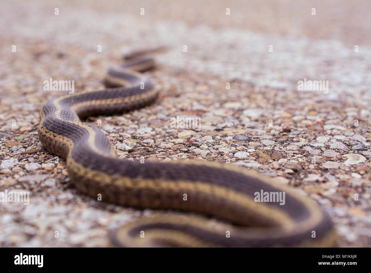 Garter snake con split linguetta sporgente. Classe Reptilia, Ordine Squamati, Sottordine Serpentes, Famiglia Colubridae, specie T. Sirtalis Foto Stock