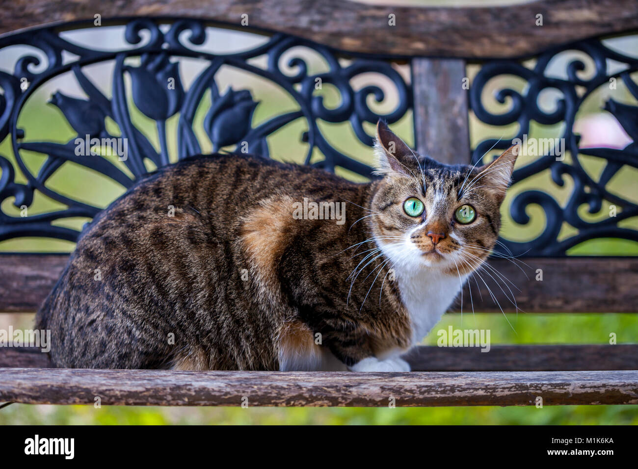 Tabby gatto con gli occhi verdi seduto su un vintage ornati in panchina Foto Stock