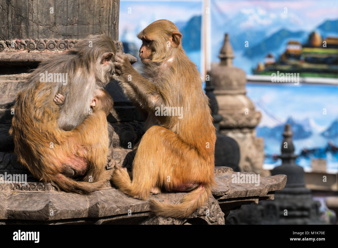 Toelettatura scimmie a Swayambhunath Stupa (tempio delle scimmie) a Kathmandu in Nepal Foto Stock