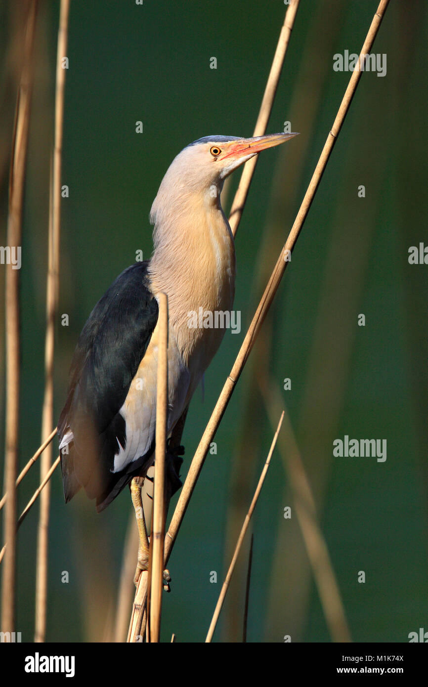 Unico Tarabusino bird su una canna stelo durante un periodo di primavera Foto Stock
