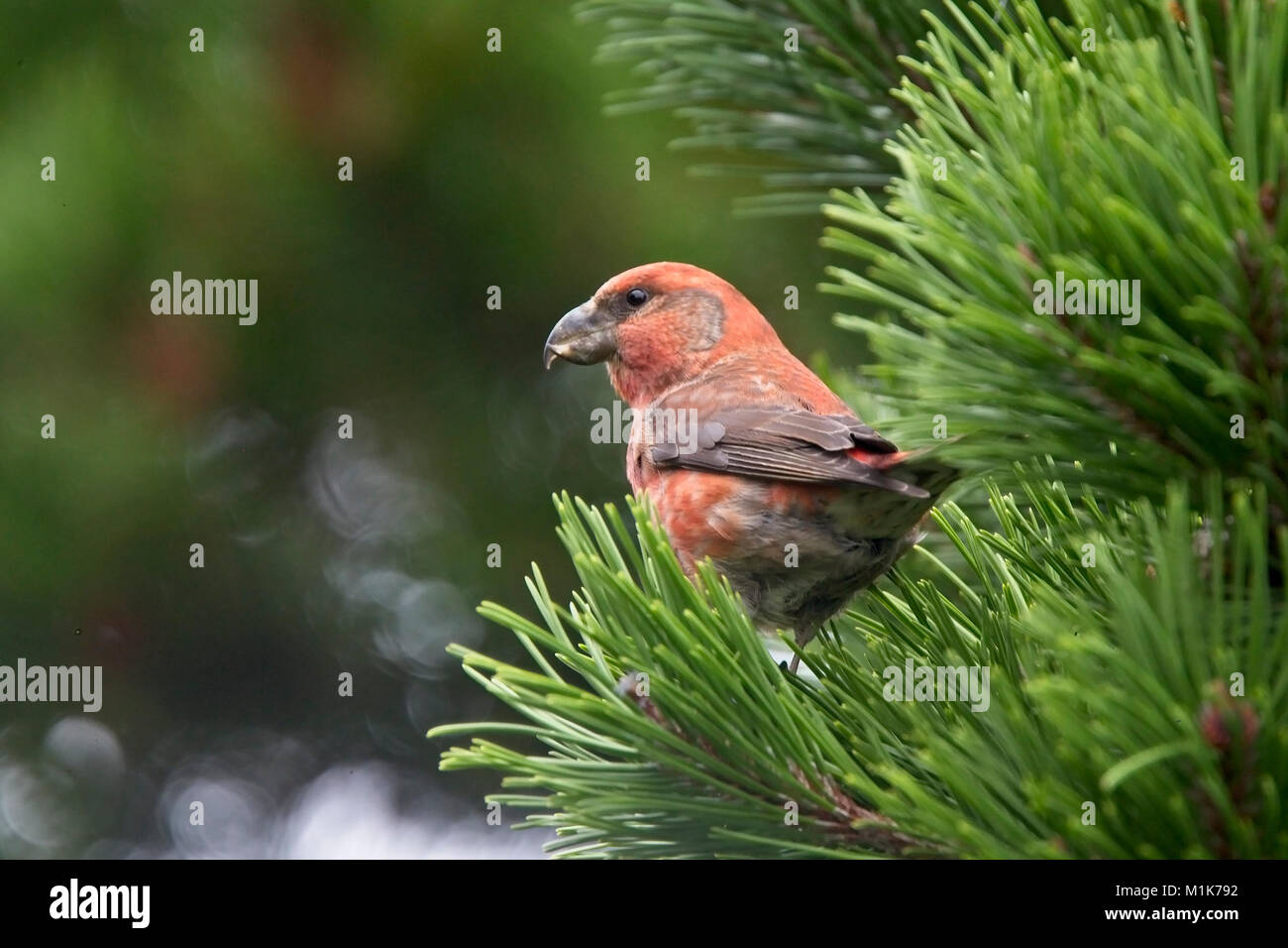 Parrot Crossbill (Loxia pytyopsittacus), maschio, bere, Shetland, Scotland, Regno Unito. Foto Stock