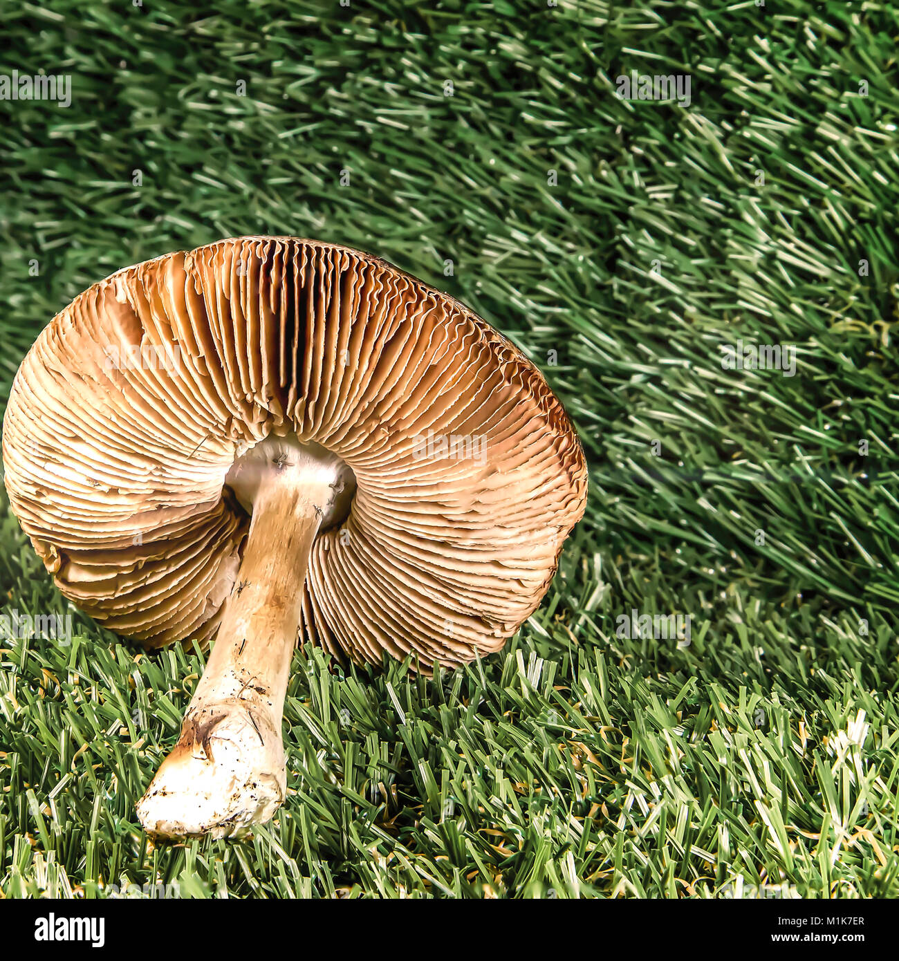 Funghi selvatici isolato con uno sfondo sfocato. Stock Photo Foto Stock