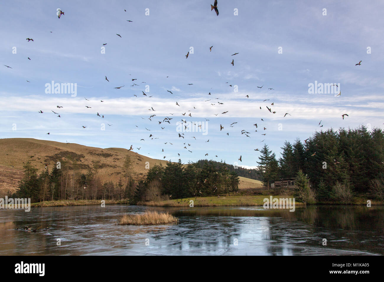 Bwlch Nant Yr Arian, Galles. Vista pittoresca di un gregge di red kites volteggiare su Bwlch Nant Yr Arian stazione di alimentazione. Foto Stock