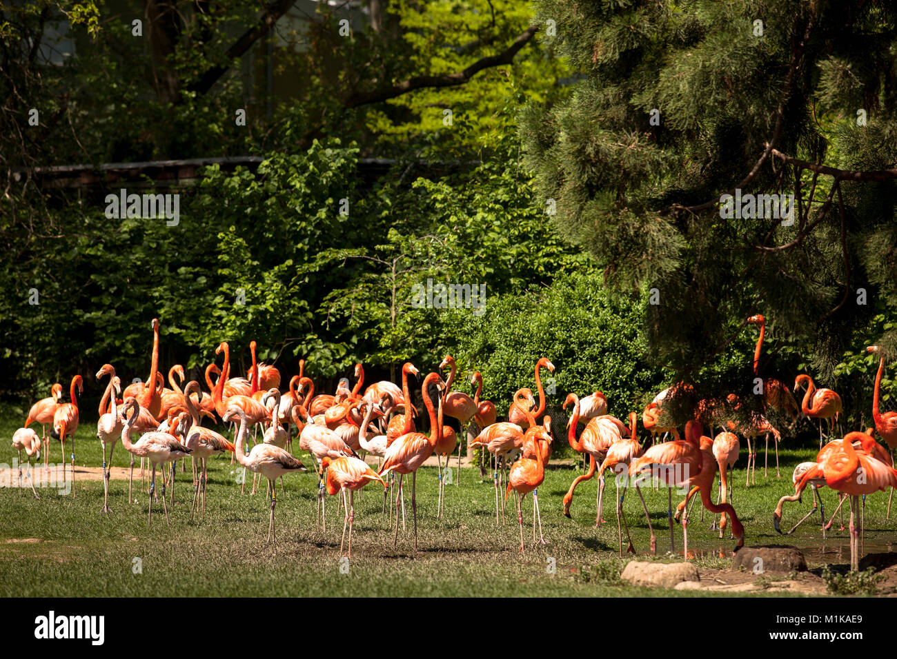 Germania, Colonia, il giardino zoologico, il Flamingo. Deutschland, Koeln im Zoo, fenicotteri. Foto Stock