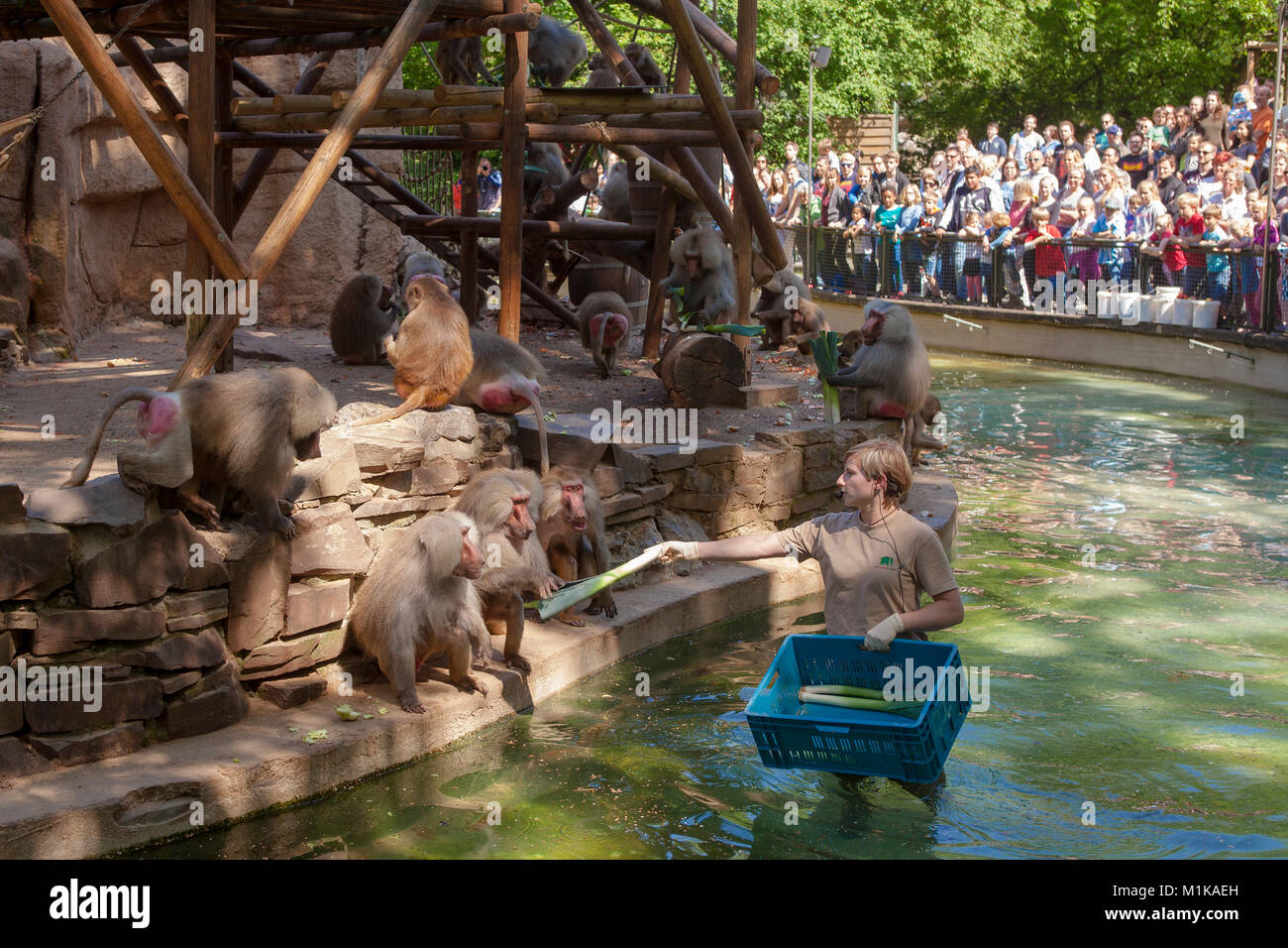 Germania, Colonia, alimentazione di babbuini presso il giardino zoologico. Deutschland, Koeln, Pavian Fuetterung im Zoo. Foto Stock