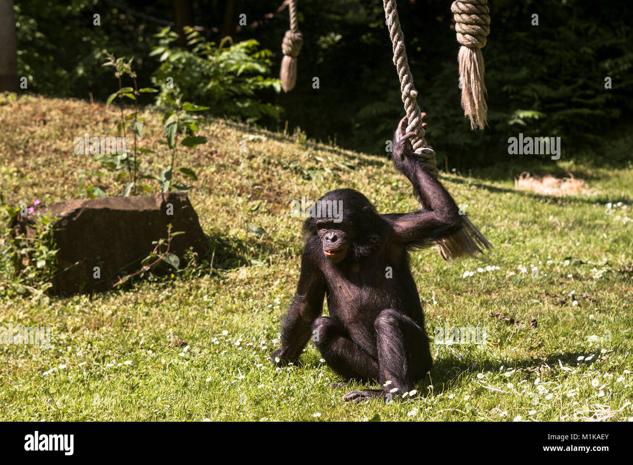 Germania, Colonia, giovani bonobo presso il giardino zoologico. Deutschland, Koeln, junger Bonobo im Zoo. Foto Stock