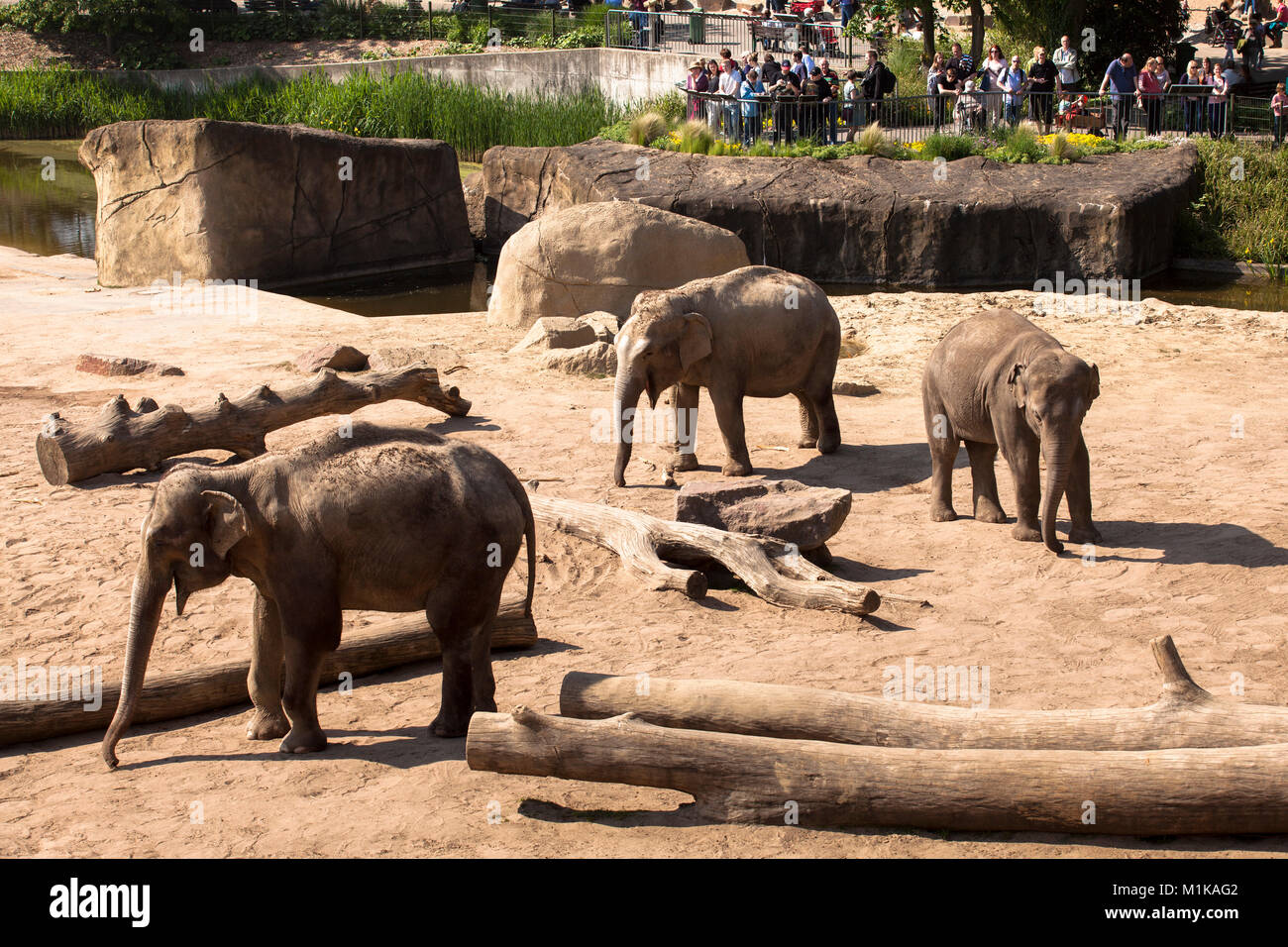 Germania, Colonia, il giardino zoologico, elefanti. Deutschland, Koeln im Zoo, Elefanten. Foto Stock