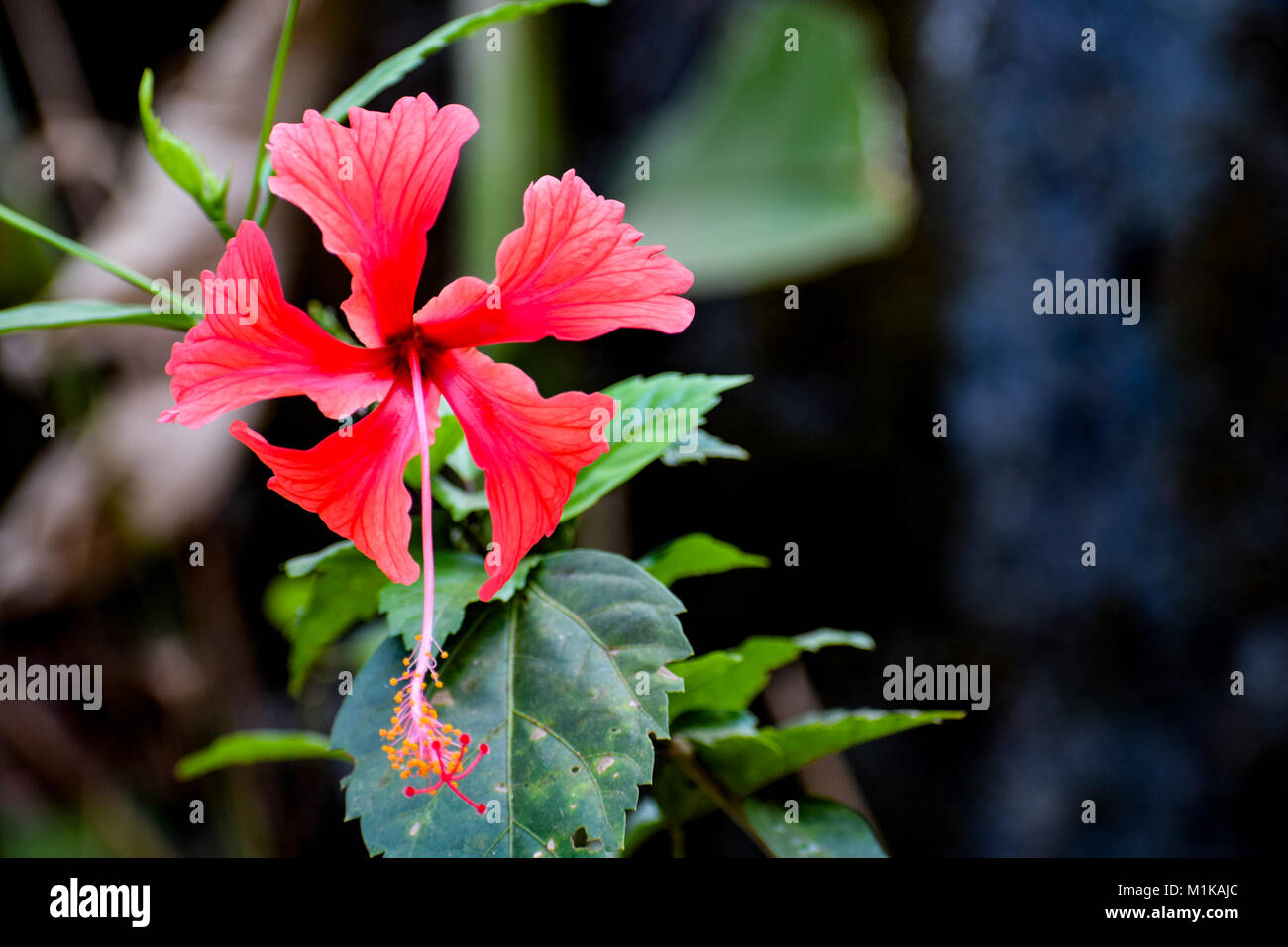 Fower e piante e vegitables Foto Stock