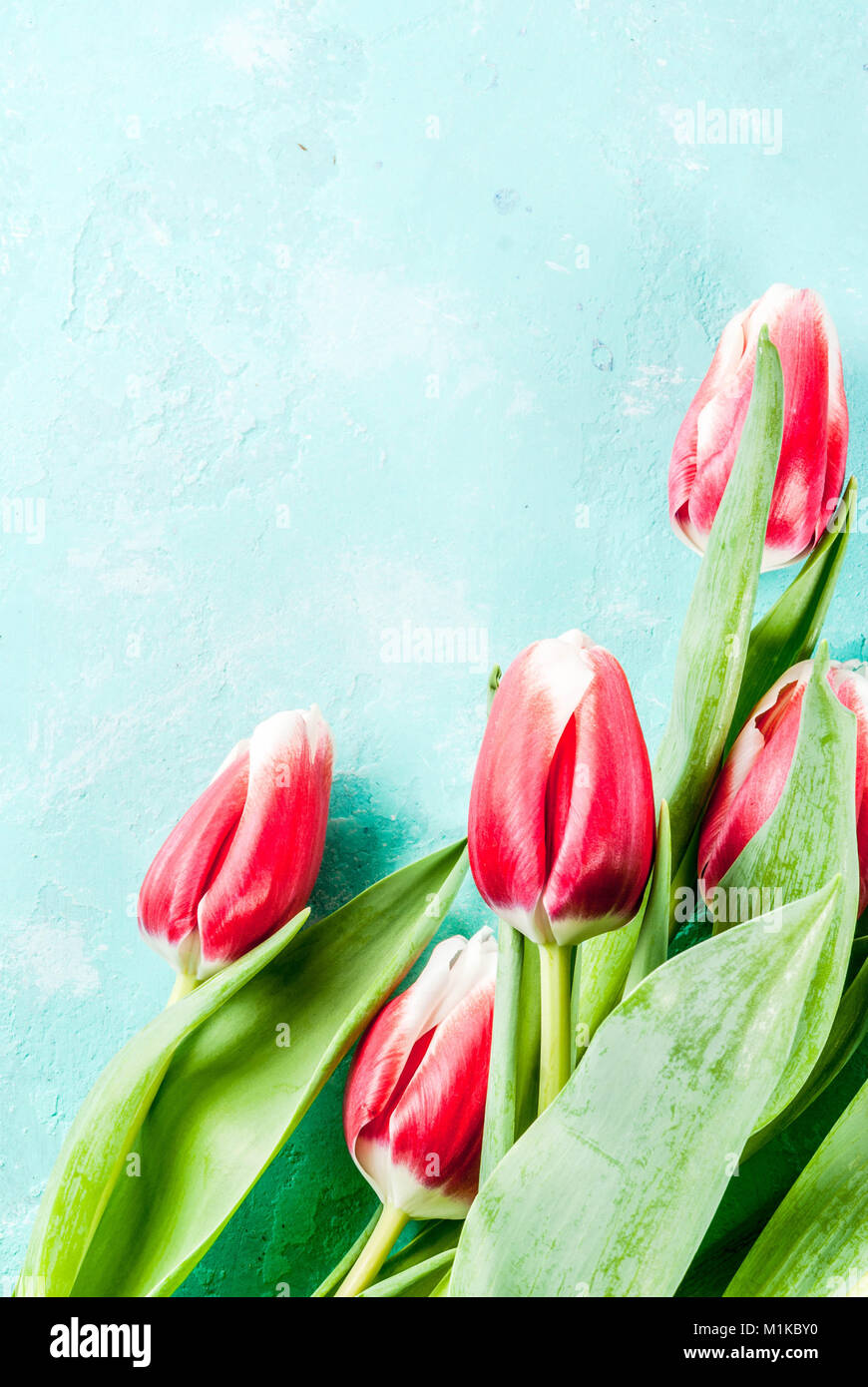 Sfondo per le congratulazioni, biglietti d'auguri. Fresh Spring tulipani Fiori su fondo azzurro vista dall'alto uno spazio di copia Foto Stock