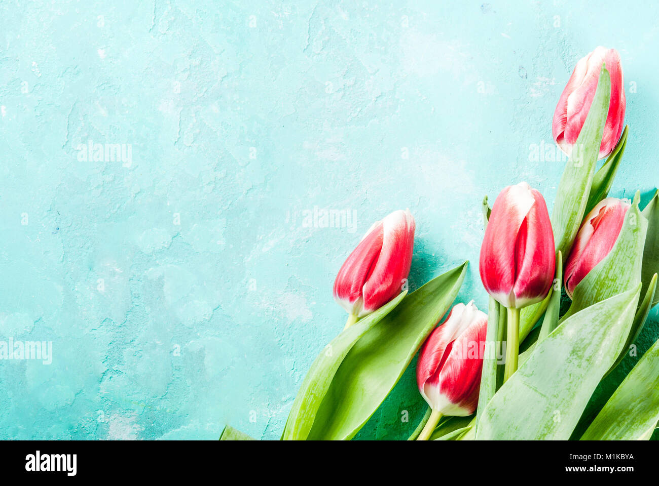 Sfondo per le congratulazioni, biglietti d'auguri. Fresh Spring tulipani Fiori su fondo azzurro vista dall'alto uno spazio di copia Foto Stock