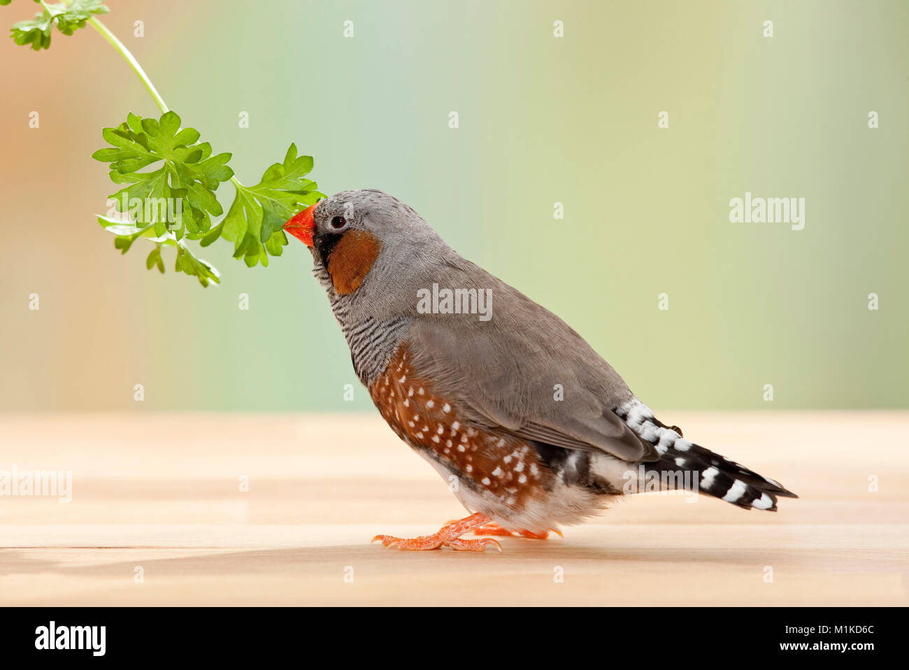 Zebra Finch (Taeniopygia guttata). Adulto di mangiare prezzemolo. Germania Foto Stock