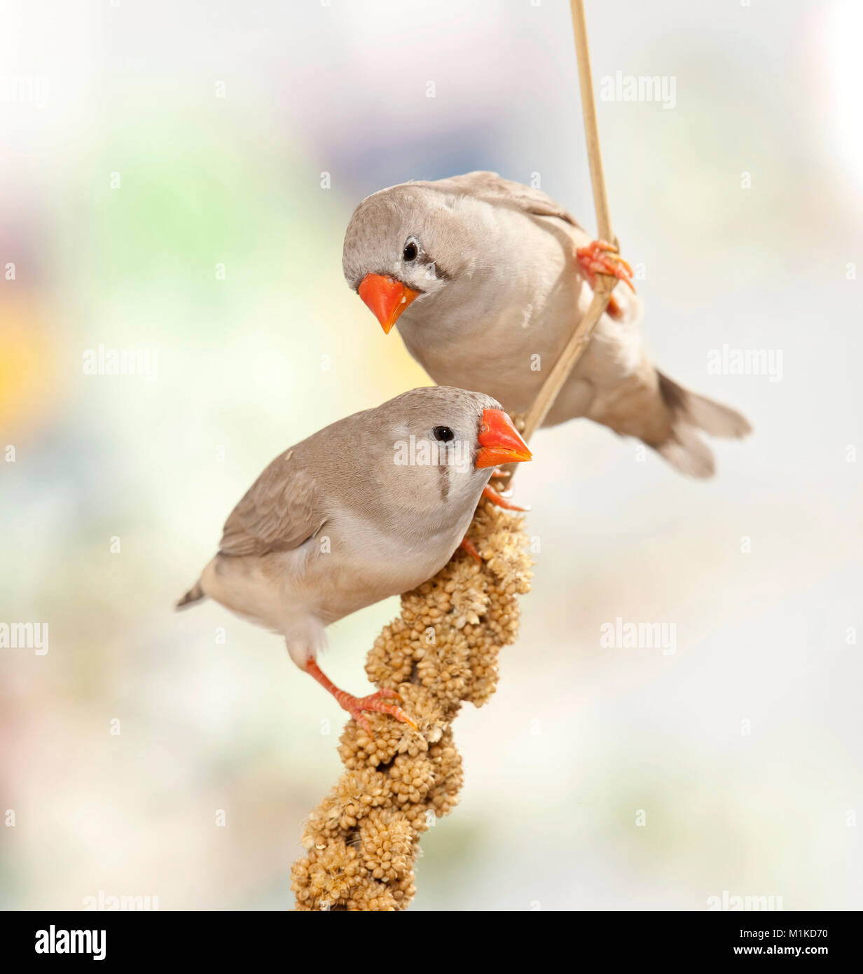 Zebra Finch (Taeniopygia guttata). Due uccelli arroccato su il miglio di foxtail Foto Stock