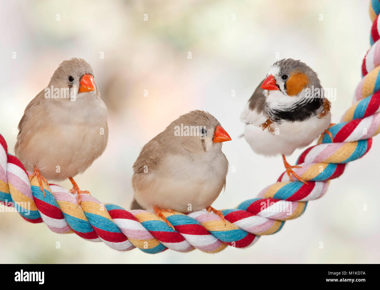 Zebra Finch (Taeniopygia guttata). Tre uccelli arroccato su un colorato corda. Germania Foto Stock