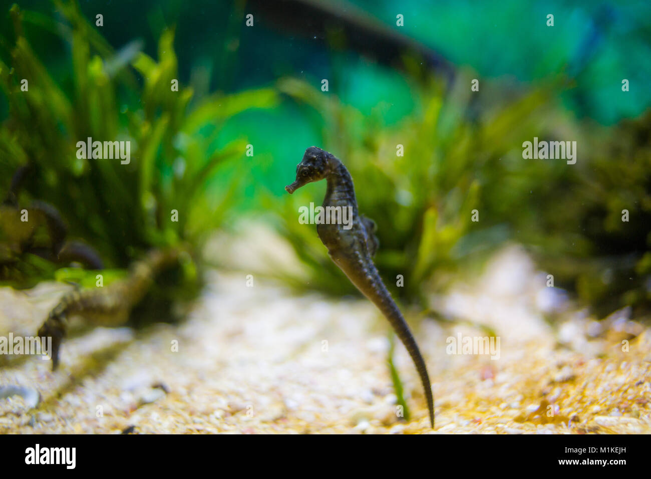 Chiudere l immagine di cavallucci marini in un acquario Foto Stock