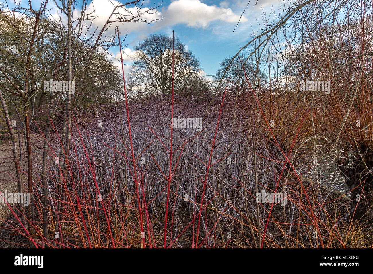 Colore invernale di Cornus Alba Baton Rouge con il loro colore rosso brillante gambi piantati contro uno sfondo di Rubus cockburnianus o bianco di gambi di rovo Foto Stock