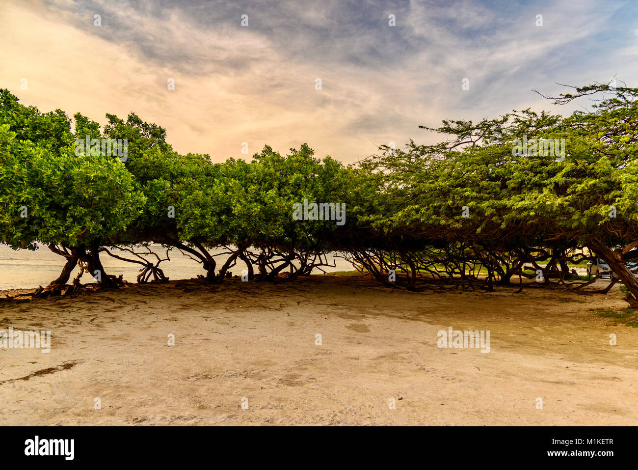 Paesaggio dei caraibi. Divi Tree contro il tramonto al Eagle Beach, Aruba Foto Stock