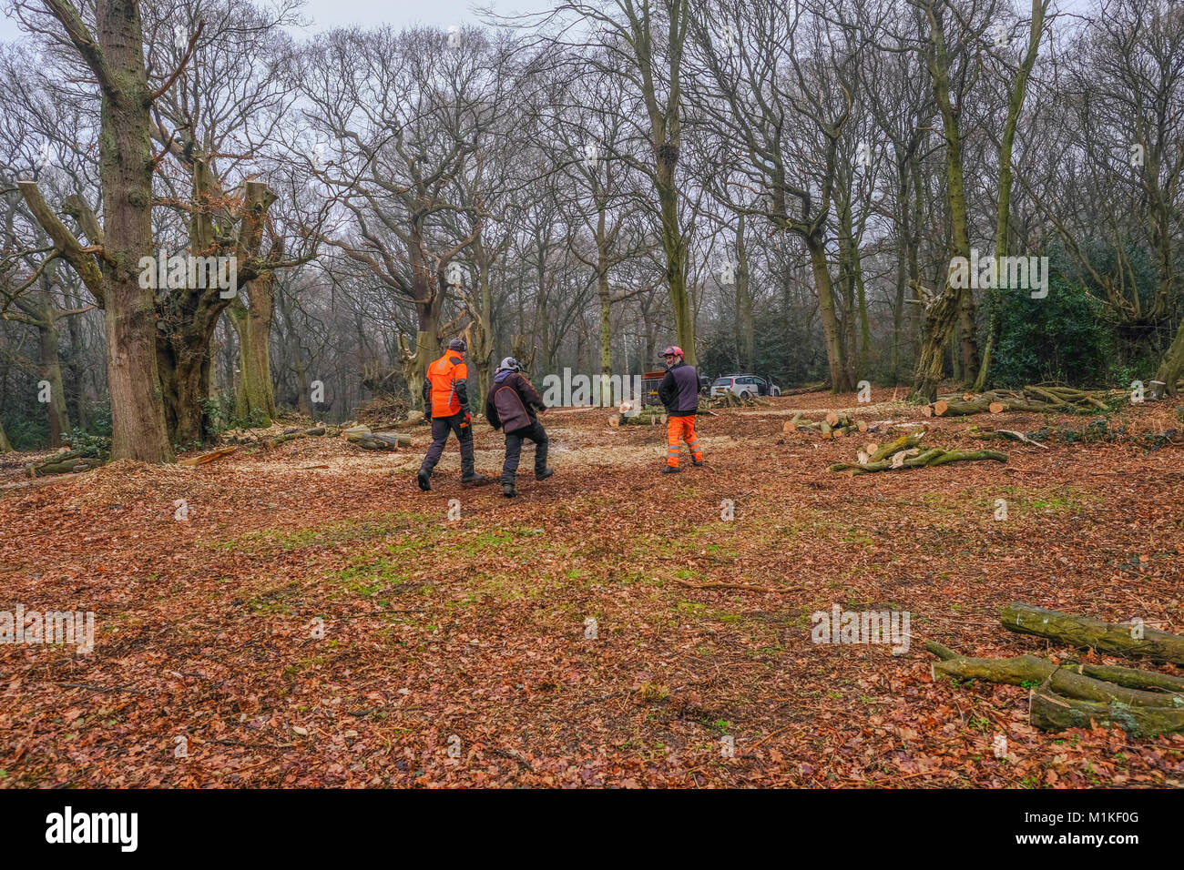 Hainault foresta, Essex, Inghilterra, Regno Unito - 9 Gennaio 2018: pollarding antichi alberi di carpino a regenerat la foresta. Foto Stock