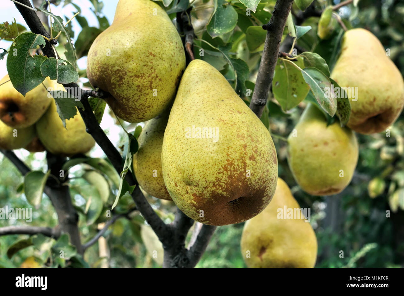 Close-up di grande pere mature sul ramo di un albero nel frutteto Foto Stock