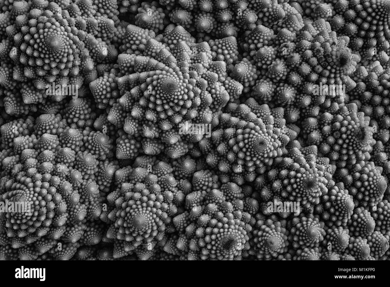Dettaglio del cavolfiore Romanesco - un giardino vegetale la cui crescita patterns sembrano essere controllati da Mandelbrot geometria frattale Foto Stock