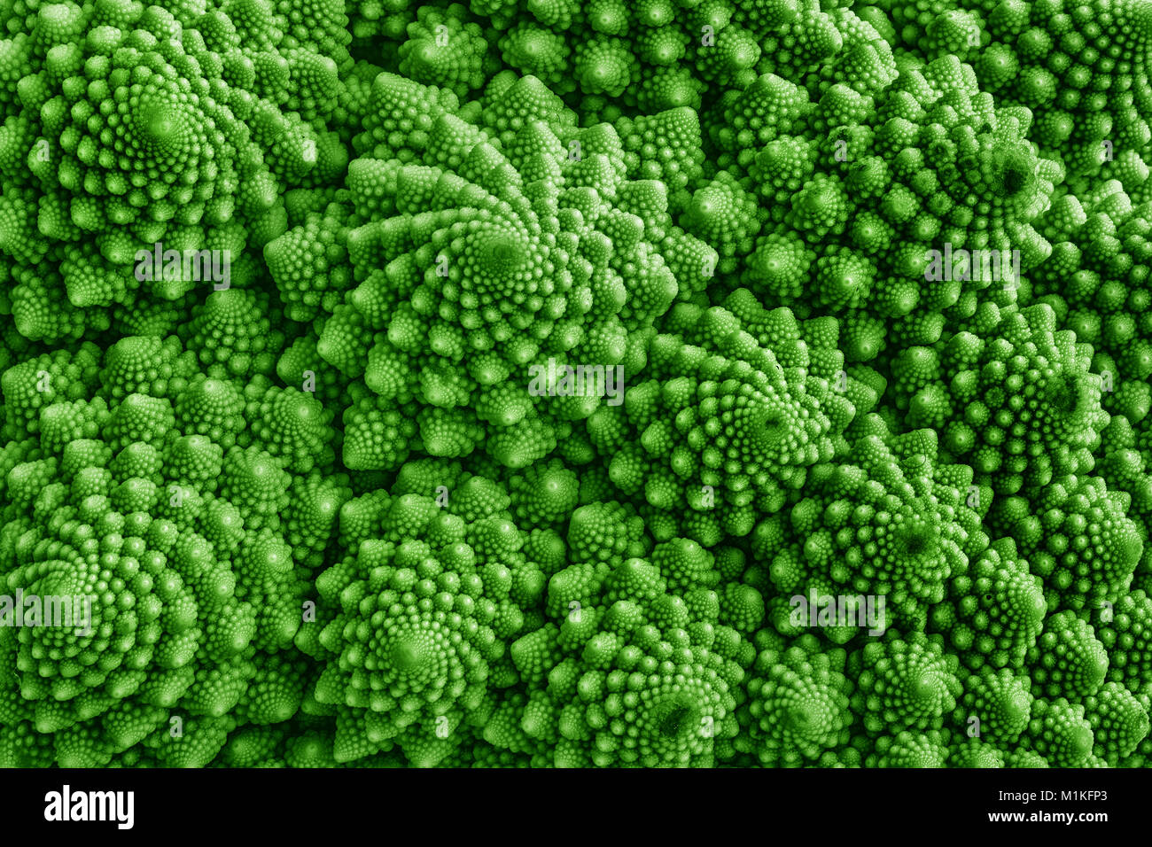 Dettaglio del cavolfiore Romanesco - un giardino vegetale la cui crescita patterns sembrano essere controllati da Mandelbrot geometria frattale Foto Stock