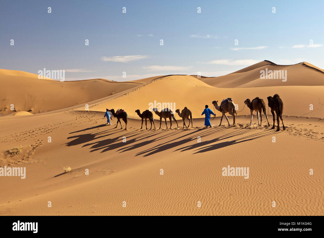 Il Marocco, Mhamid, Erg Chigaga dune di sabbia. Deserto del Sahara. I driver di cammello cammello leader caravan. Foto Stock