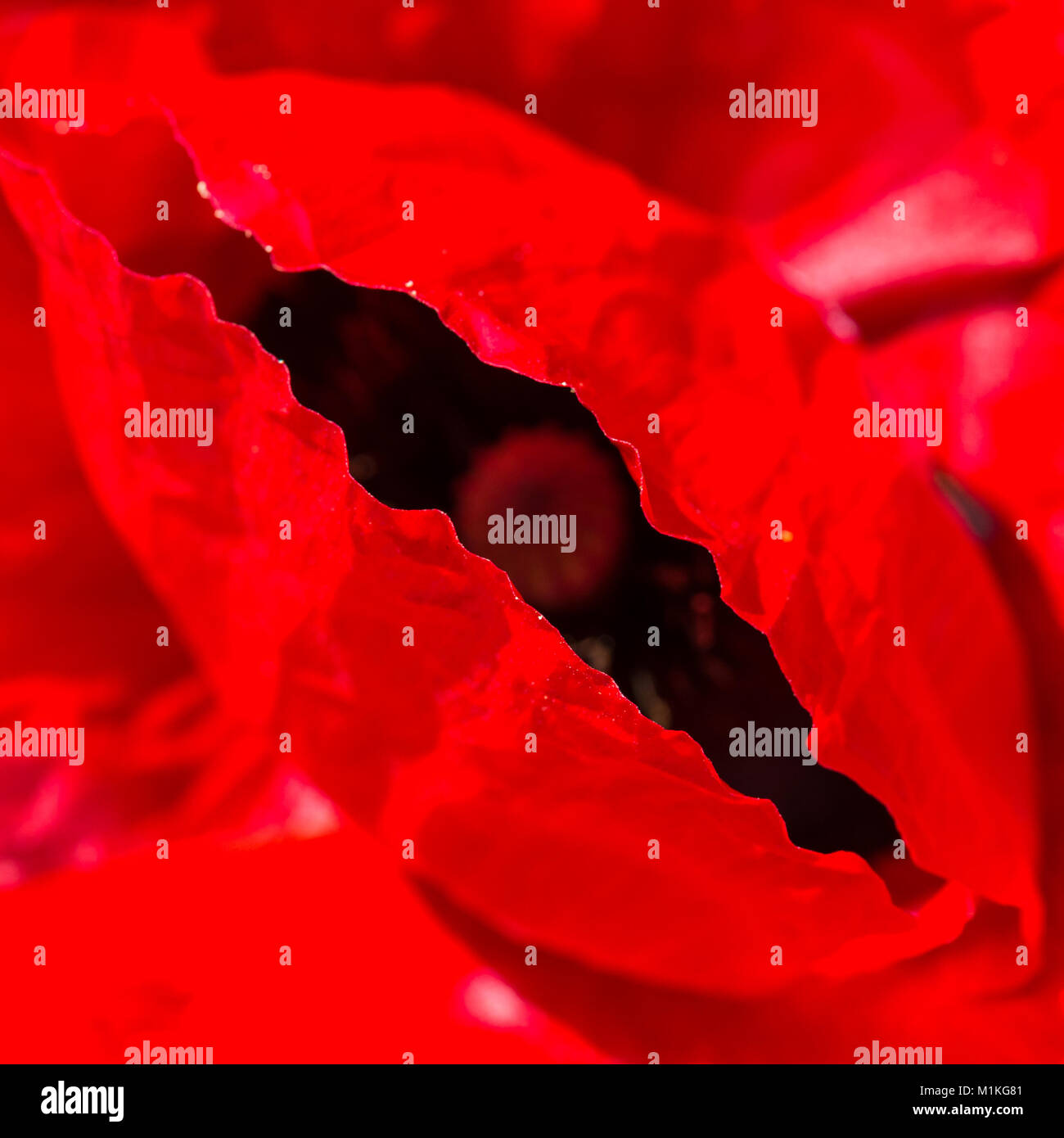 Una ripresa macro di un luminoso rosso papavero. Foto Stock