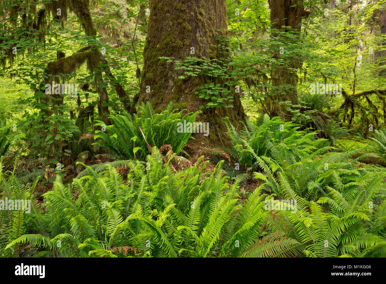 WASHINGTON - la felce coperto sottobosco e coperte di muschio alberi lungo le tombe Creek Road in Quinault rain forest; il Parco Nazionale di Olympic. Foto Stock