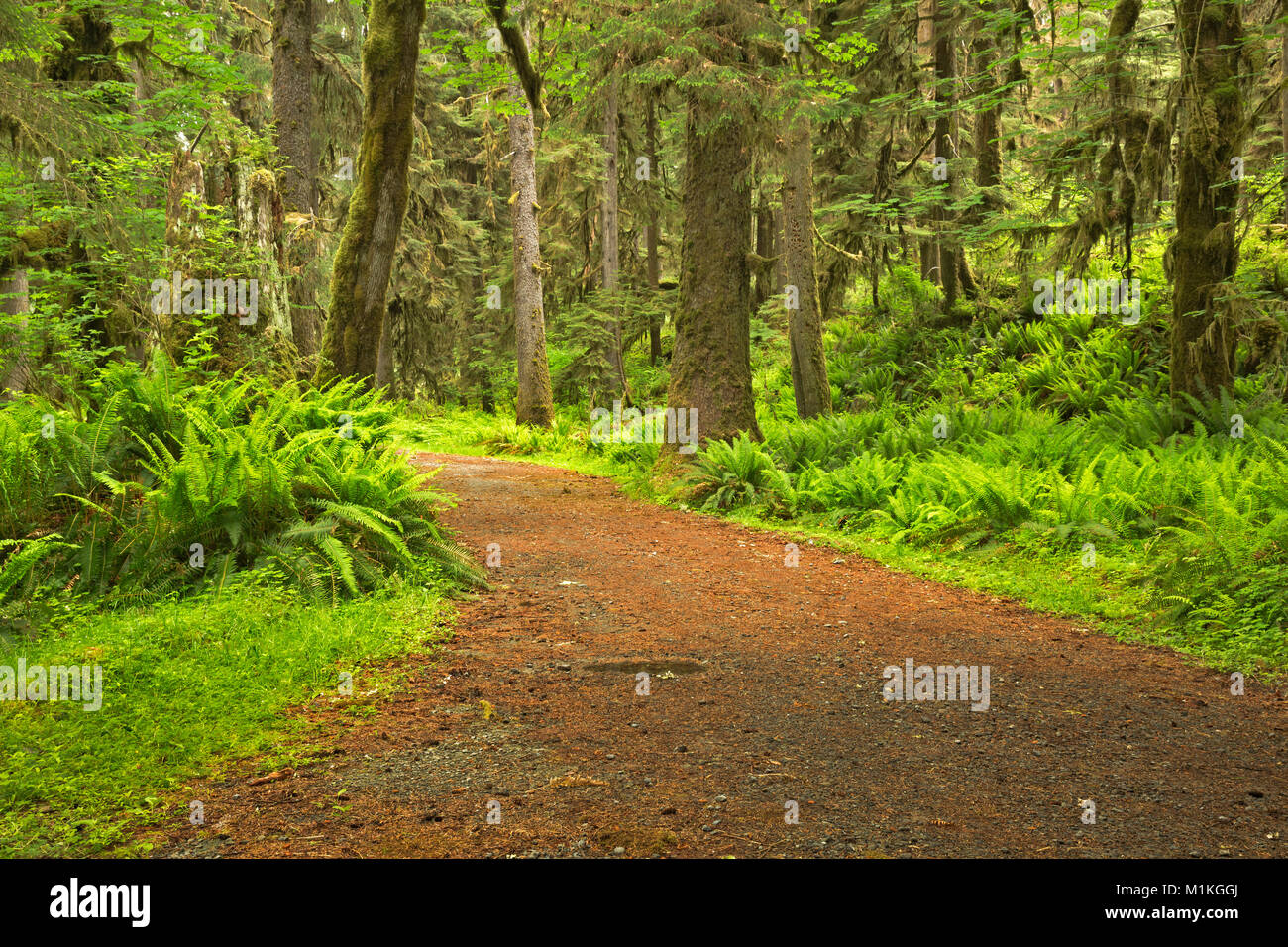 WA13150-00...coperto alberi lungo le tombe Creek Road nel Quinault la foresta pluviale del Parco Nazionale di Olympic. Foto Stock