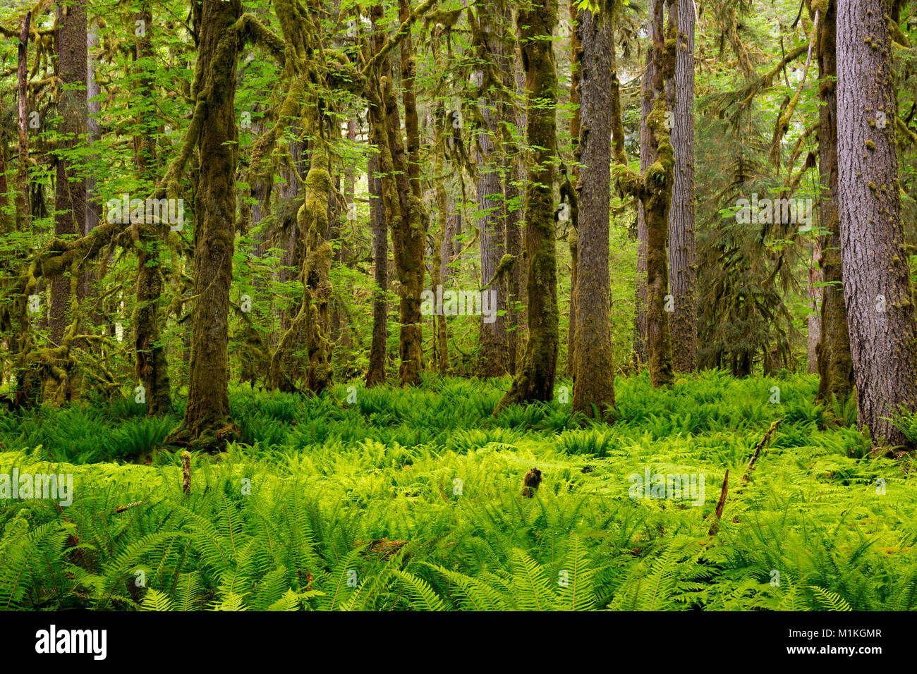 WASHINGTON - la felce coperto sottobosco e coperte di muschio alberi lungo le tombe Creek Road nel Quinault la foresta pluviale del Parco Nazionale di Olympic. Foto Stock