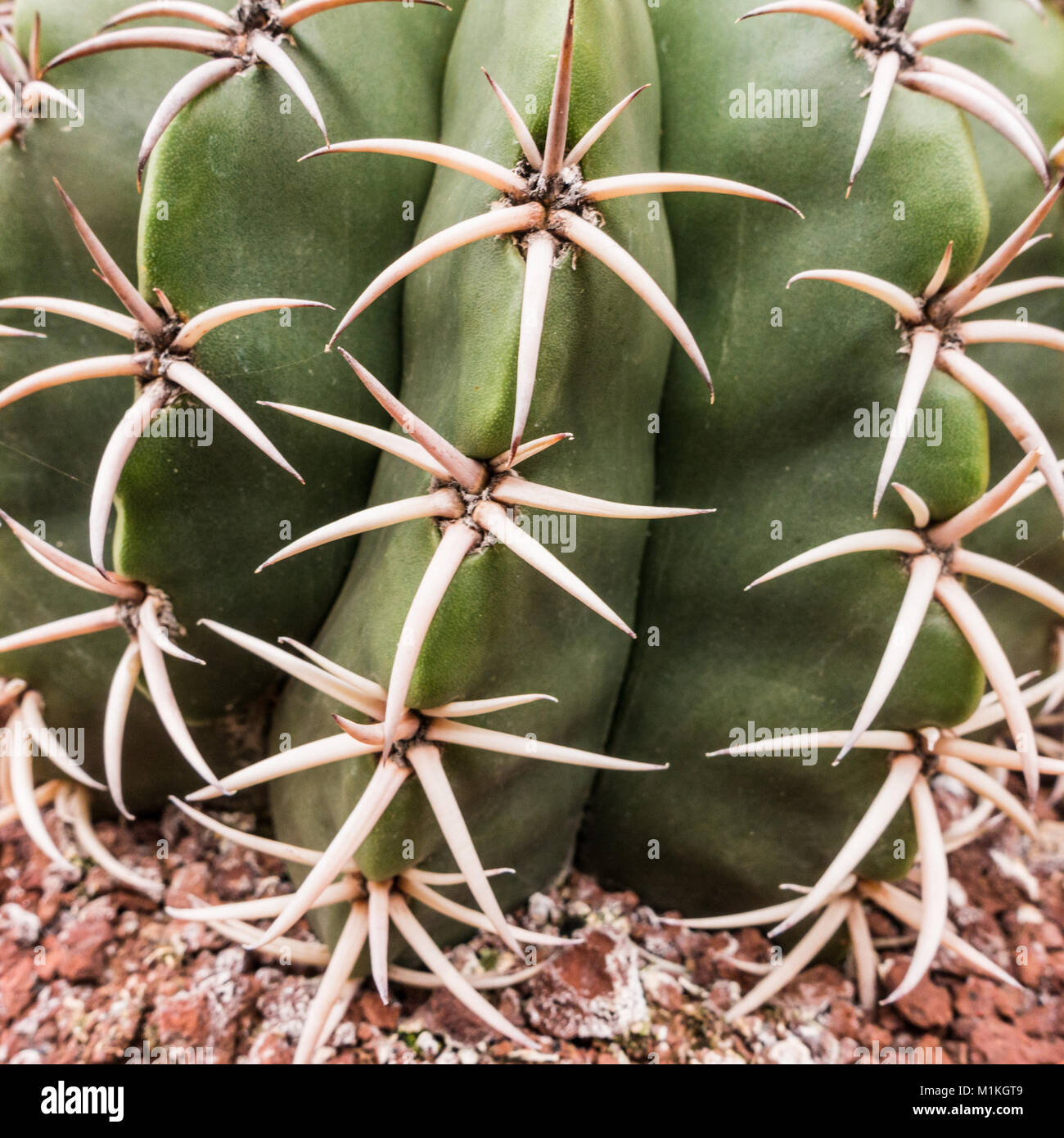 Una ripresa macro di un cactus. Foto Stock