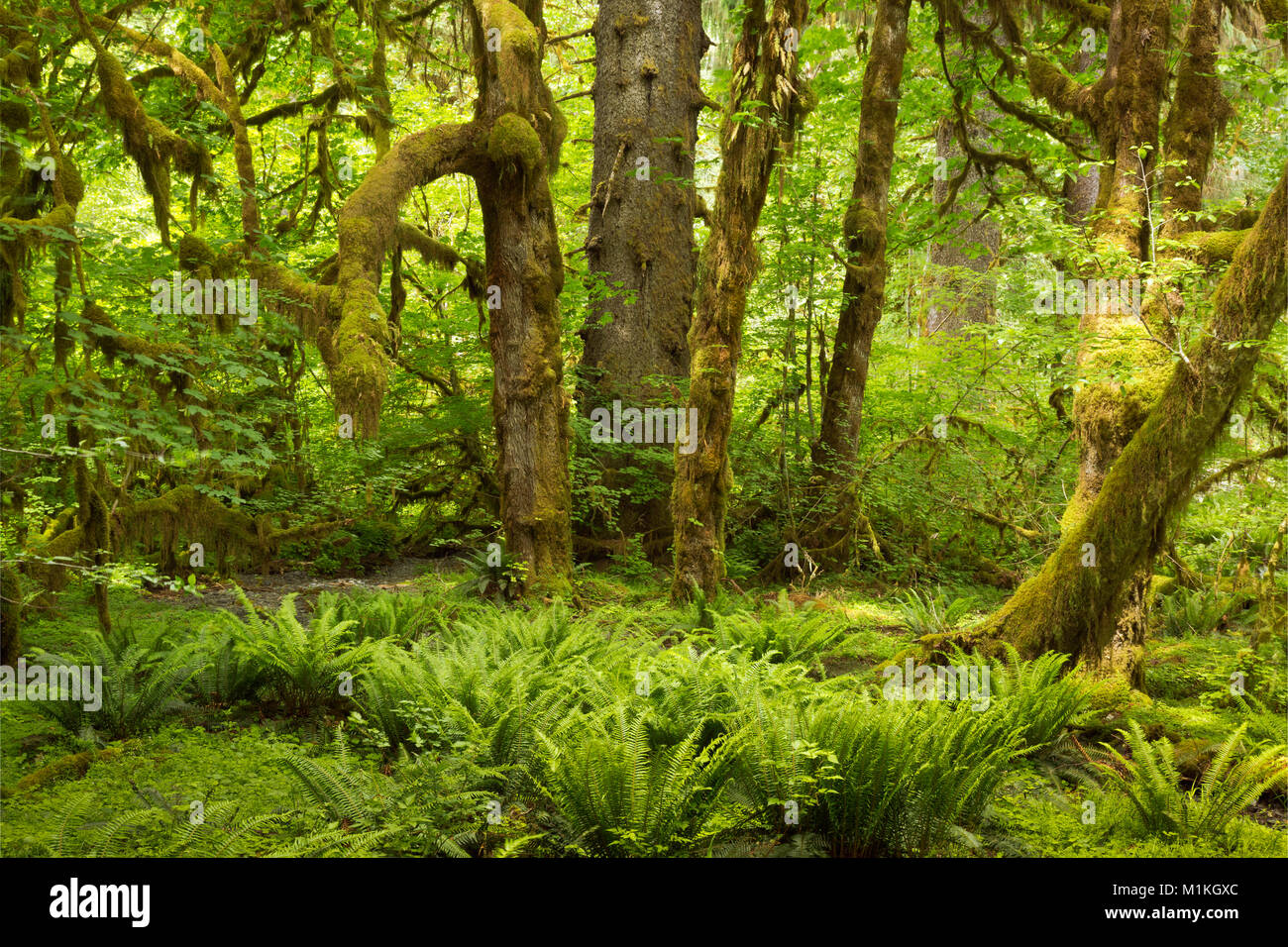 WASHINGTON - la felce coperto sottobosco e coperte di muschio alberi lungo le tombe Creek Road nel Quinault la foresta pluviale del Parco Nazionale di Olympic. Foto Stock