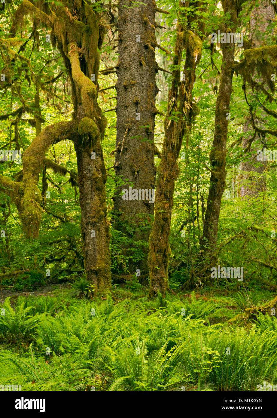 WASHINGTON - la felce coperto sottobosco e coperte di muschio alberi lungo le tombe Creek Road nel Quinault la foresta pluviale del Parco Nazionale di Olympic. Foto Stock
