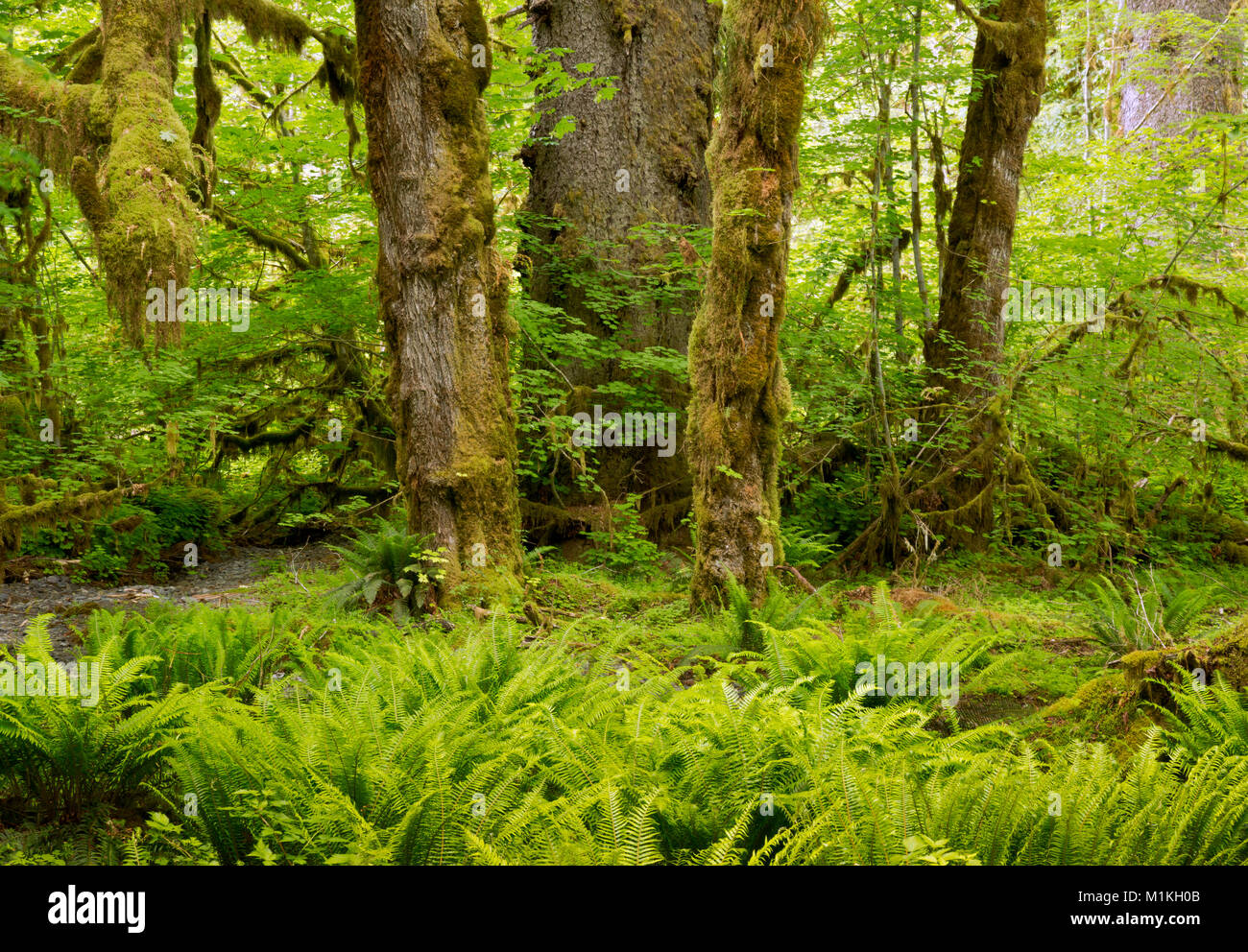WASHINGTON - la felce coperto sottobosco e coperte di muschio alberi lungo le tombe Creek Road nel Quinault la foresta pluviale del Parco Nazionale di Olympic. Foto Stock