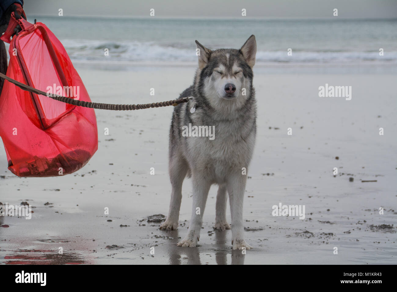 Kennack Sands, penisola di Lizard, Cornwall, Regno Unito. 31 gen 2018. Wayne Dixon ex soldato e sostegno dei lavoratori originariamente da Bradford torna sulla costa di pulizia del percorso fino a Wayne e la sua northern Intuit cane Koda, a piedi intorno alla costa del Regno Unito. Essi impostato su off al 1/2/2016 la raccolta di fondi per la carità la mente e la northern inuit del cane per il salvataggio della società. Wayne è anche appassionato di sensibilizzare il pubblico sul valore di mantenere la Gran Bretagna in ordine. L'odierna spiaggia pulita è stata organizzata dal Santuario di tenuta a Gweek. Credito: Simon Maycock/Alamy Live News Foto Stock
