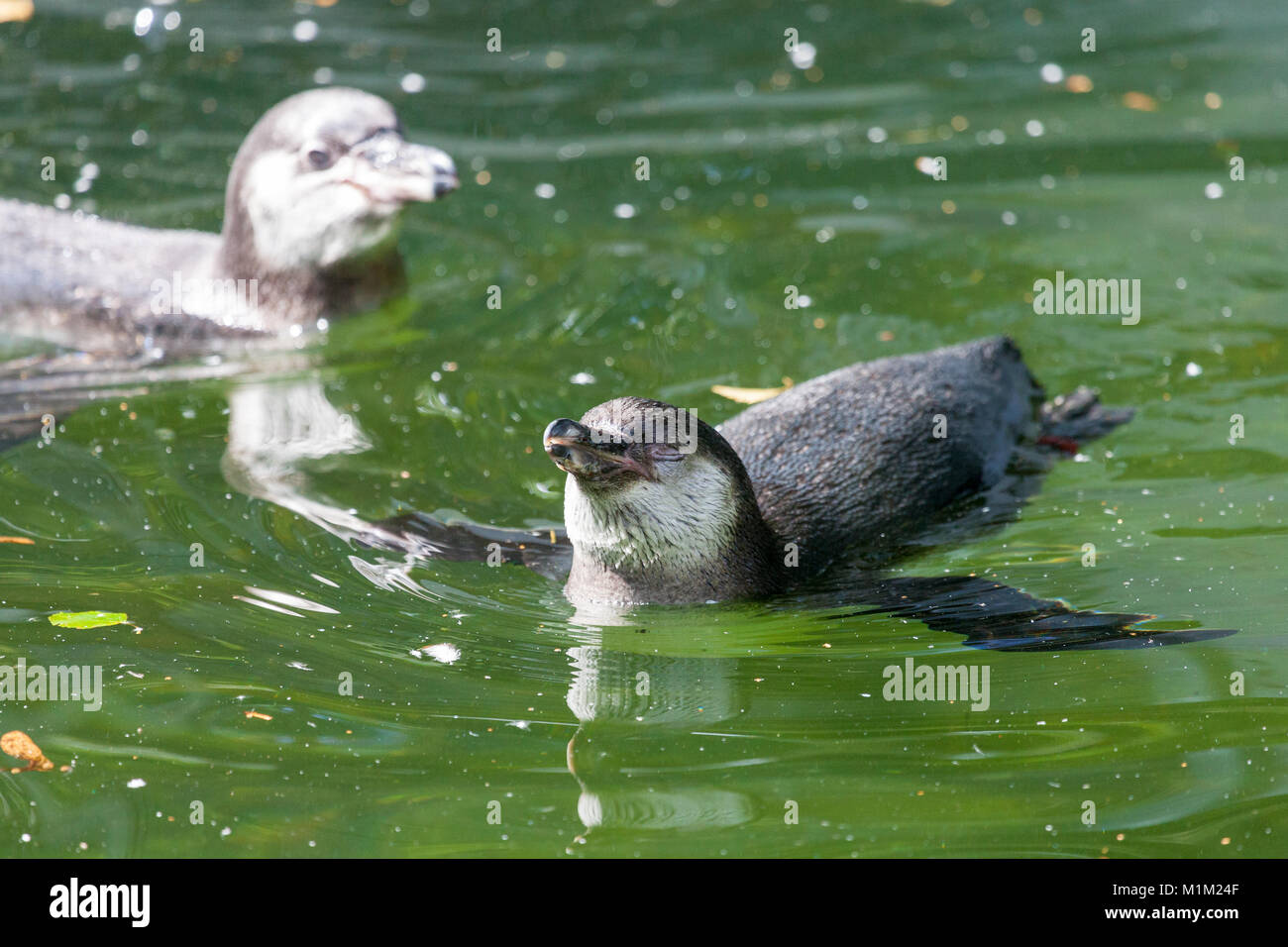 Un piccolo pinguino nuota in un lago Foto Stock