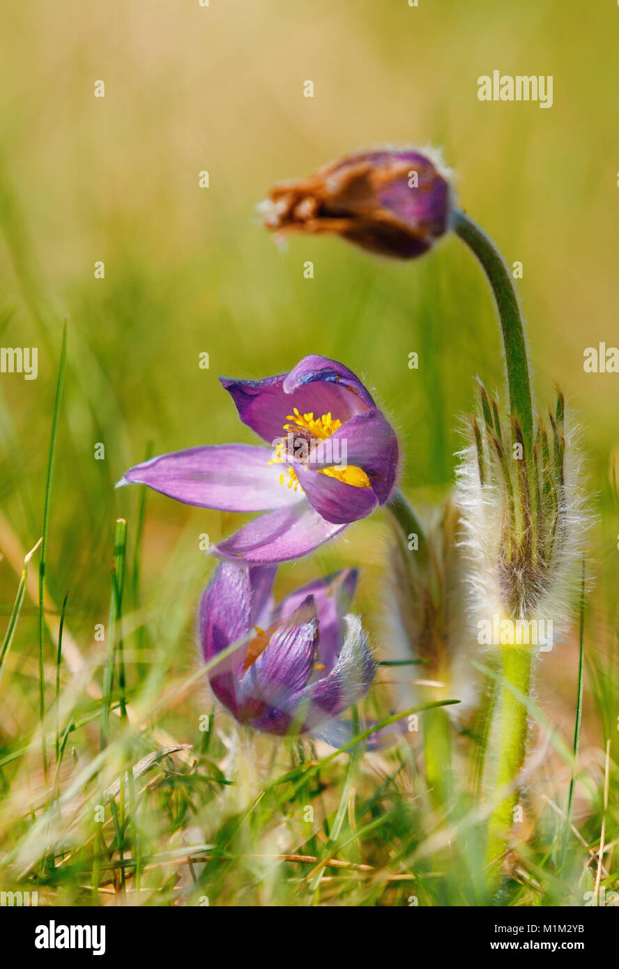 Inizio della primavera bellissimi fiori blu Pulsatilla pratensis (piccole "pasque flower) Foto Stock