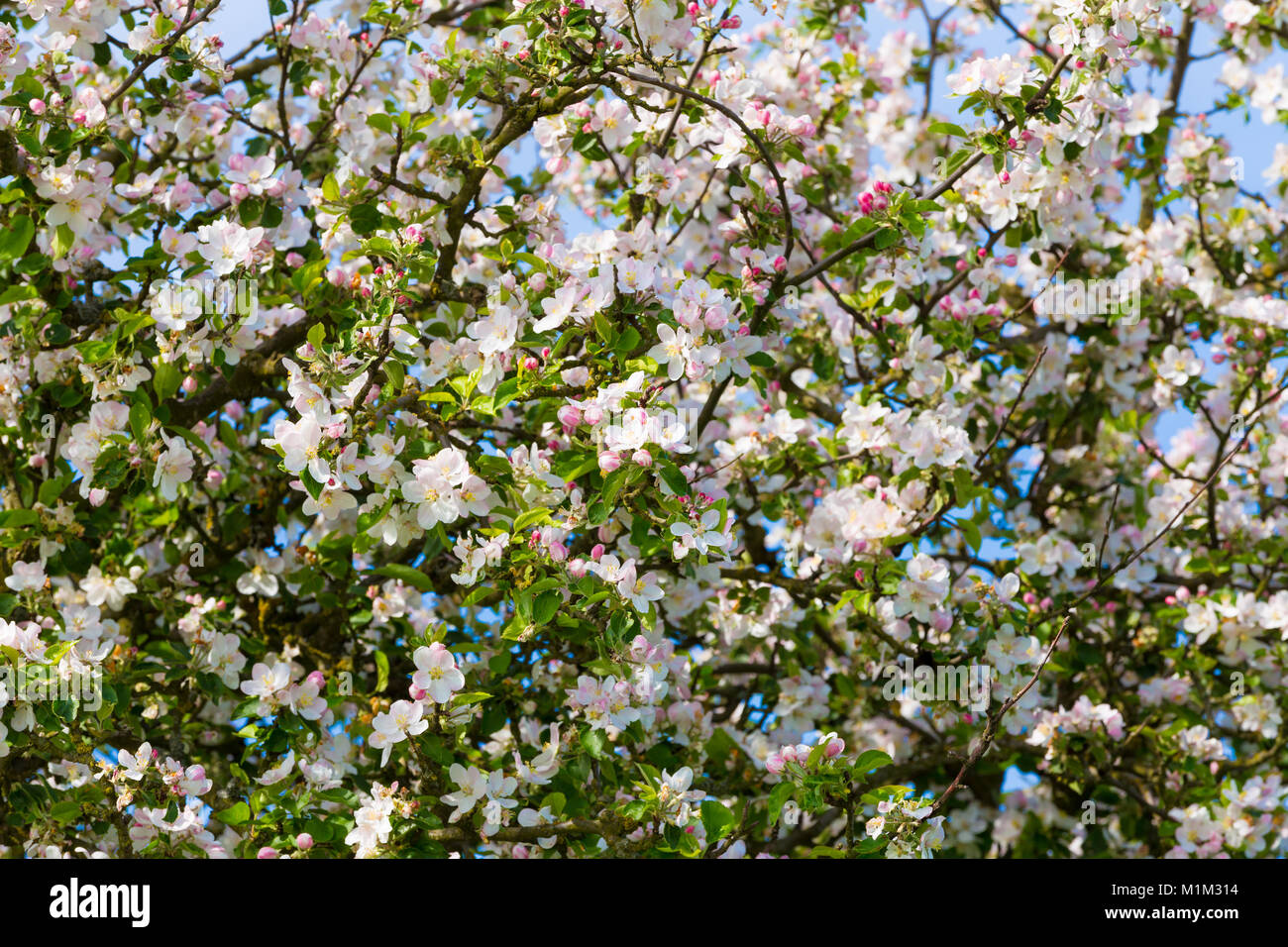 Fiore Bianco fiore del melo in primavera. Foto Stock