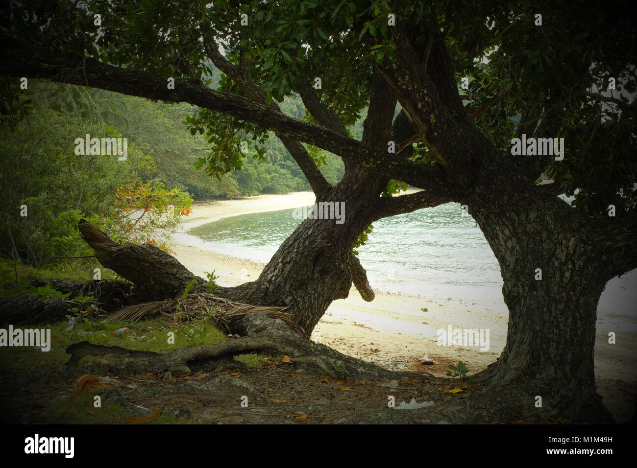 Grandi alberi lungo una spiaggia di Koh Yao Yai, un isola thailandese nel Mare delle Andamane. 19-Gen-2018 Foto Stock