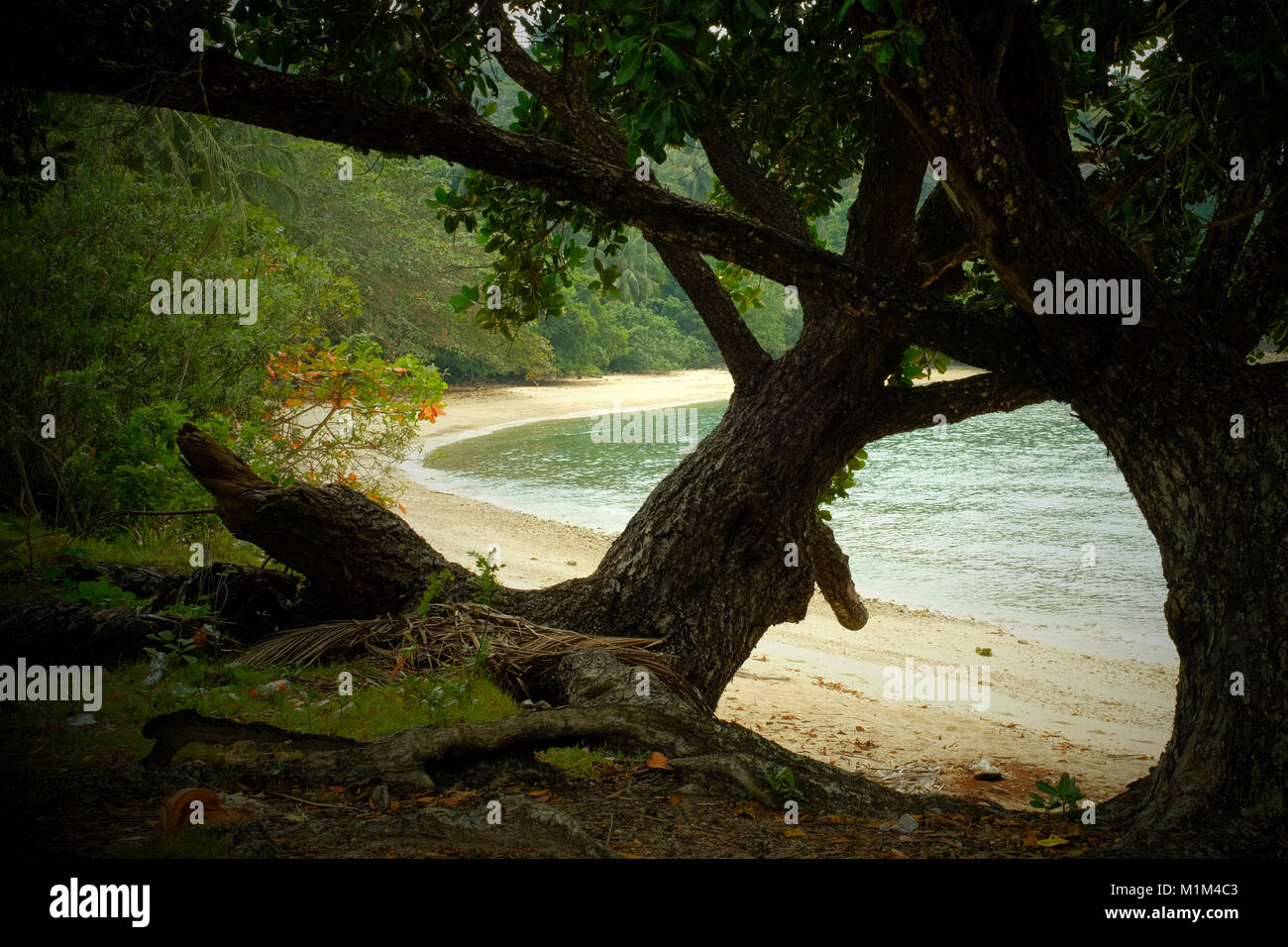 Grandi alberi lungo una spiaggia di Koh Yao Yai, un isola thailandese nel Mare delle Andamane. 19-Gen-2018 Foto Stock