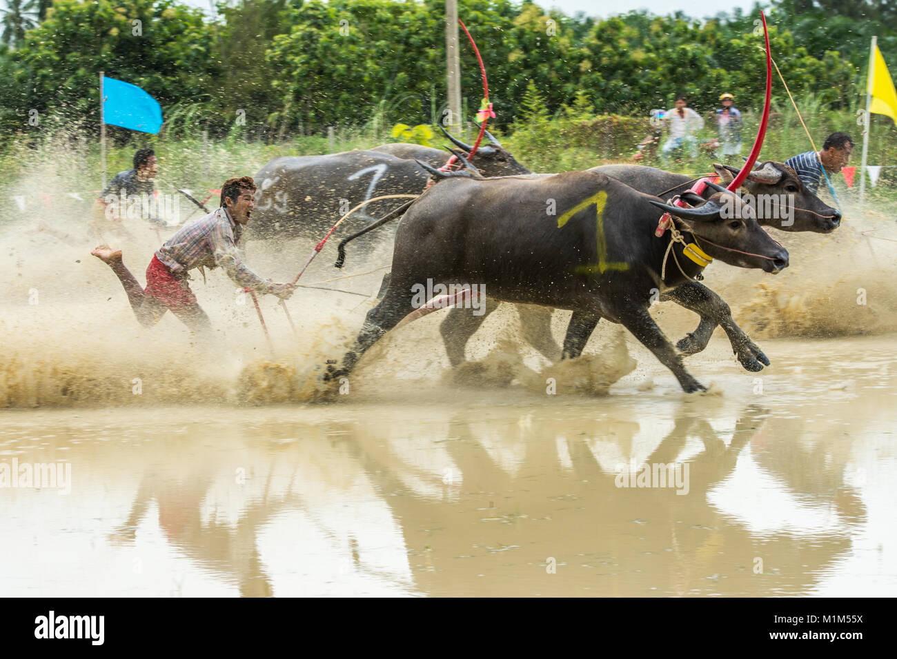 CHONBURI, Tailandia - 18 giugno 2017: Buffaloes racing sul riso fattoria, l'evento annuale in Chonburi, Thailandia Foto Stock