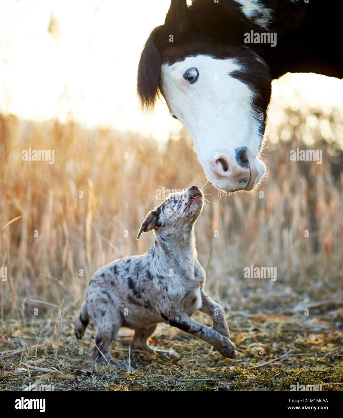 Amicizia animale: Pintabian e giovani mixed-razza cane interagenti. Germania Foto Stock