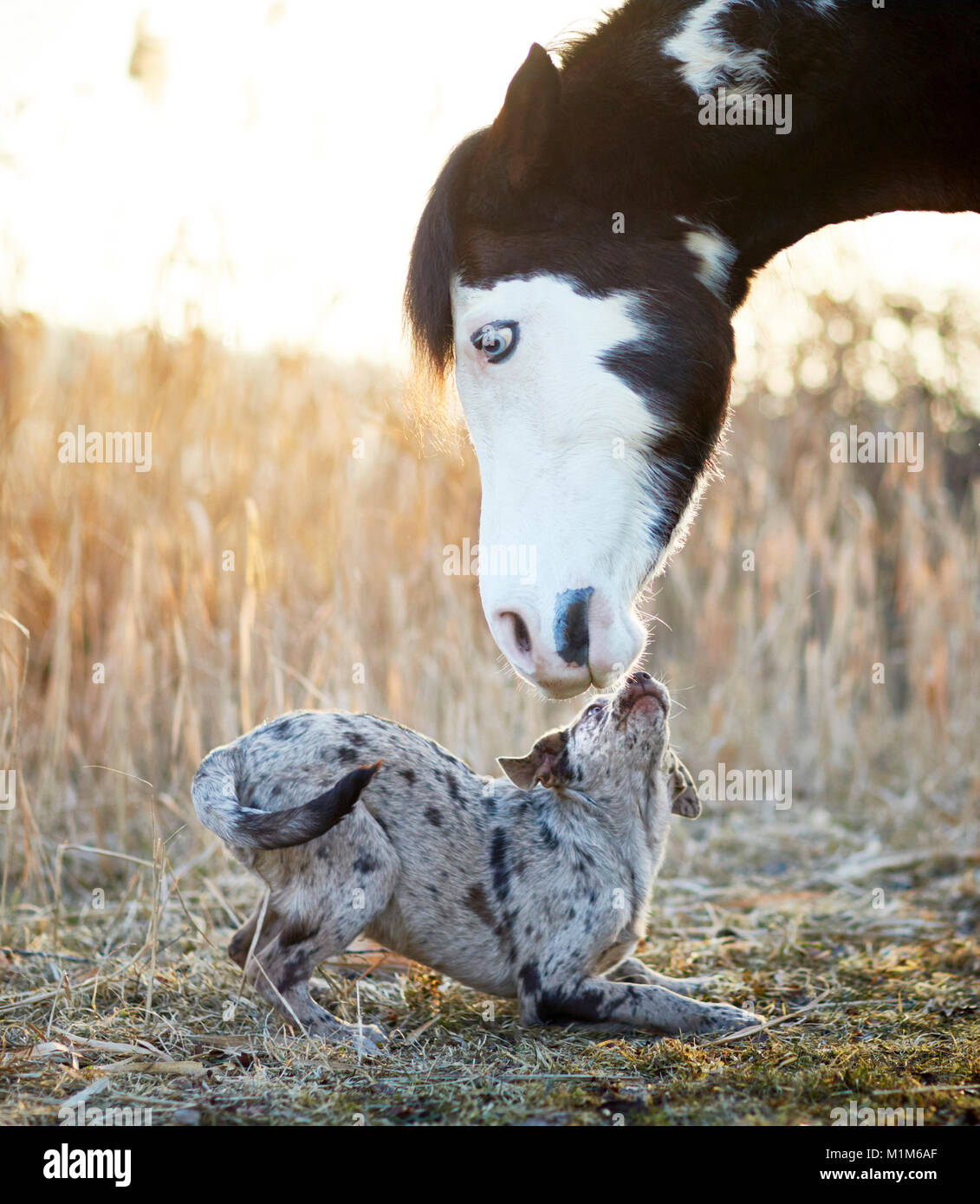 Amicizia animale: Pintabian e giovani mixed-razza cane interagenti. Germania Foto Stock