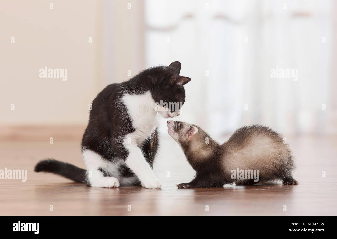 Amicizia animale: Ferret e adulto gatto domestico lo sniffing in corrispondenza di ogni altro. Germania Foto Stock