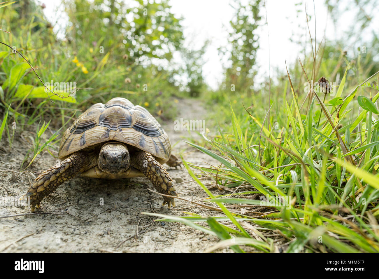 Hermanns tartaruga (Testudo hermanni) su un percorso. Germania Foto Stock