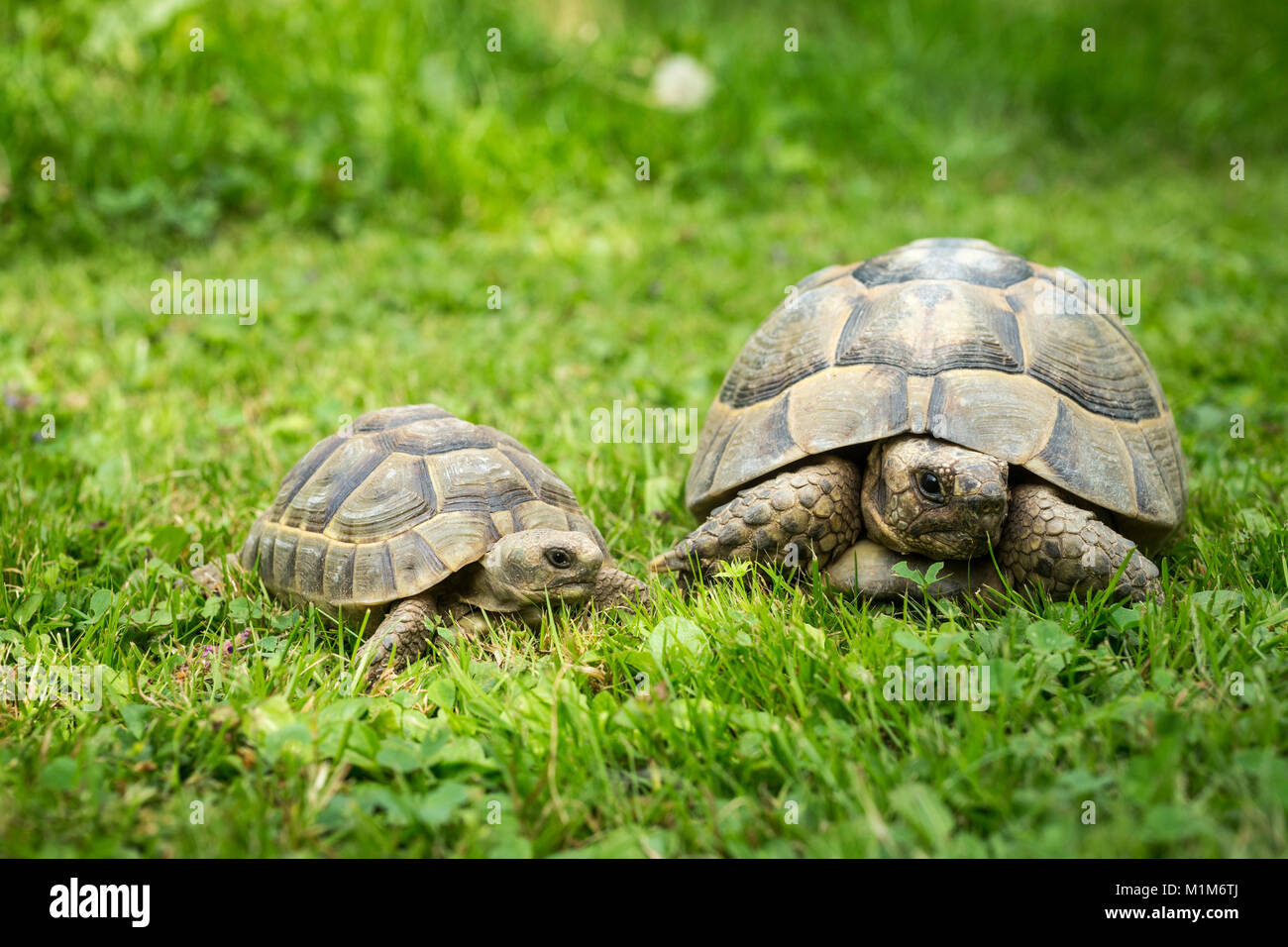 Hermanns tartaruga (Testudo hermanni). Due persone di diverse età in erba. Germania Foto Stock