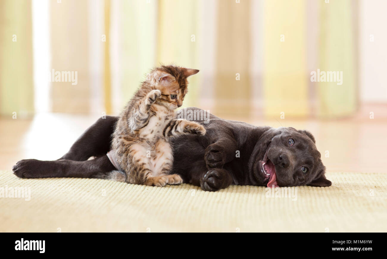 Il Labrador Retriever e il Bengala Cat. Cucciolo e gattino giocando. Germania Foto Stock
