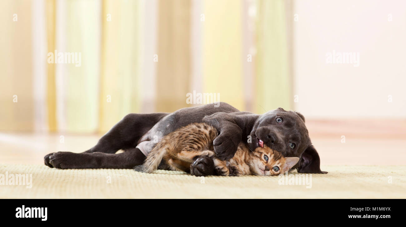 Il Labrador Retriever e il Bengala Cat. Cucciolo e gattino giocando. Germania Foto Stock